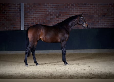 Hannoveraan, Hengst, 3 Jaar, 168 cm, Donkerbruin