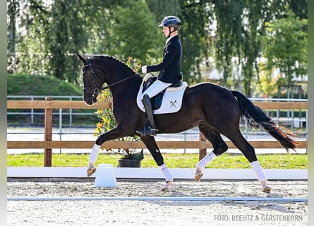 Hannoveraan, Hengst, 3 Jaar, 169 cm, Zwart