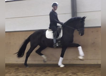 Hannoveraan, Hengst, 3 Jaar, 170 cm, Zwart