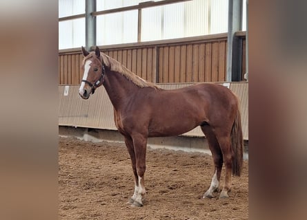 Hannoveraan, Hengst, 3 Jaar, 171 cm, Vos