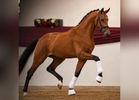 Hannoveraan, Hengst, 3 Jaar, 172 cm, Bruin