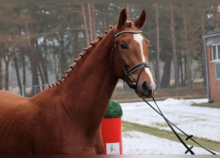 Hannoveraan, Hengst, 3 Jaar, 172 cm, Donkere-vos