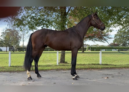 Hannoveraan, Hengst, 3 Jaar, 172 cm