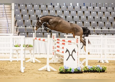 Hannoveraan, Hengst, 3 Jaar, Donkerbruin