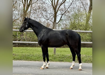 Hannoveraan, Hengst, 3 Jaar, Zwart