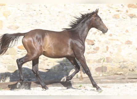 Hannoveraan, Hengst, 3 Jaar, Zwartbruin