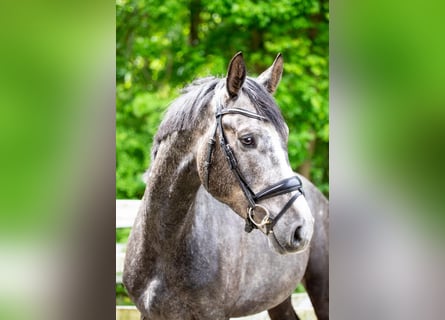 Hannoveraan, Hengst, 4 Jaar, 164 cm, Schimmel