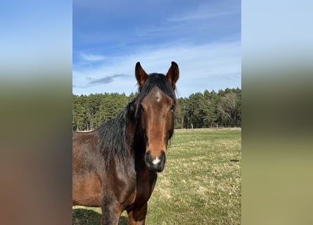 Hannoveraan, Hengst, 4 Jaar, 166 cm, Bruin
