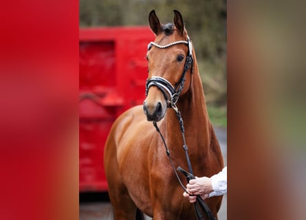 Hannoveraan, Hengst, 4 Jaar, 168 cm, Bruin