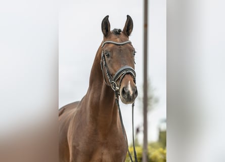 Hannoveraan, Hengst, 4 Jaar, 173 cm, Bruin