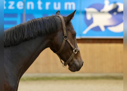 Hannoveraan, Hengst, 4 Jaar, Bruin