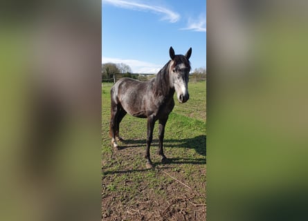 Hannoveraan Mix, Hengst, 4 Jaar