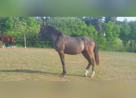 Hannoveraan Mix, Hengst, 4 Jaar