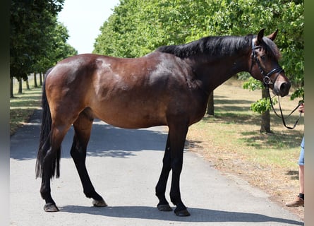 Hannoveraan, Hengst, 5 Jaar, 166 cm, Donkerbruin