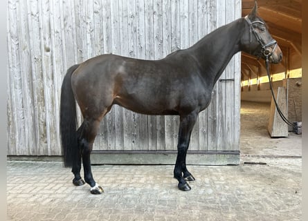 Hannoveraan, Hengst, 5 Jaar, 170 cm, Donkerbruin