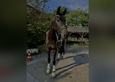 Hannoveraan, Hengst, 5 Jaar, 172 cm, Donkerbruin