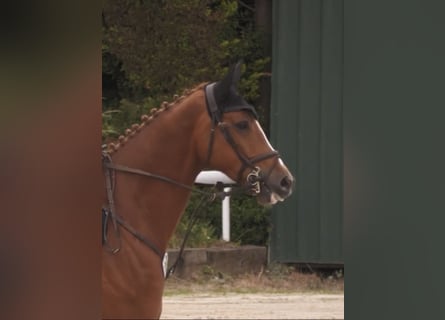 Hannoveraan, Hengst, 5 Jaar, 174 cm, Vos