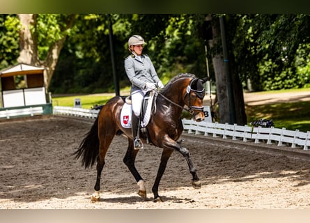 Hannoveraan, Hengst, 9 Jaar, 172 cm, Bruin