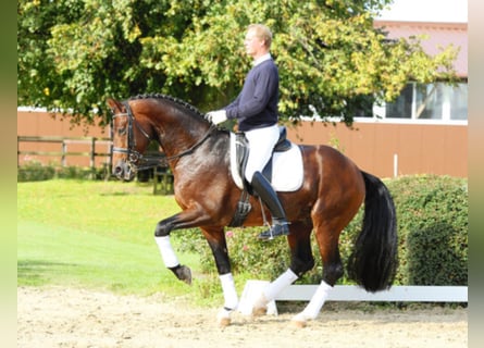 Hannoveraan, Hengst, 21 Jaar, 174 cm, Bruin