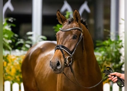 Hannoveraan, Hengst, 5 Jaar, 167 cm, Bruin