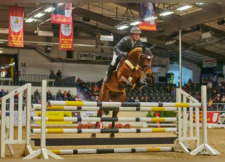 Hannoveraan, Hengst, 6 Jaar, 164 cm, Bruin