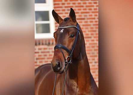 Hannoveraan, Hengst, 8 Jaar, 176 cm, Bruin
