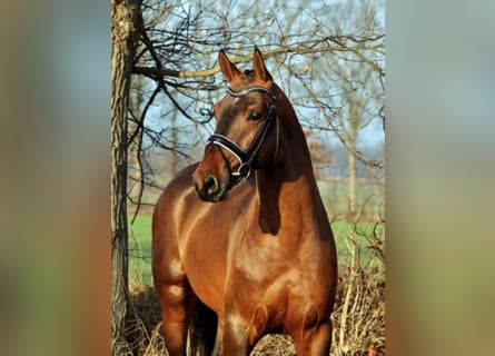 Hannoveraan, Hengst, 10 Jaar, 168 cm, Bruin