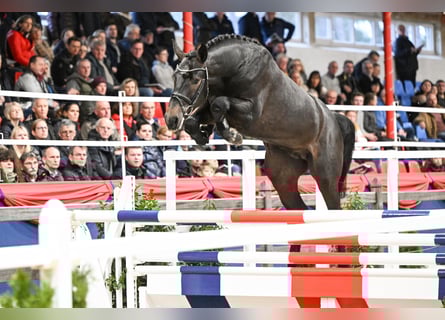 Hannoveraan, Hengst, 5 Jaar, 168 cm, Schimmel