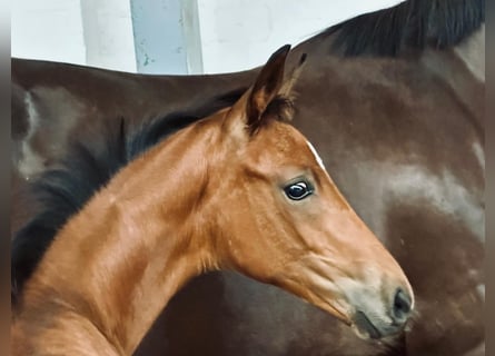 Hannoveraan, Hengst, Veulen (04/2025), 168 cm, Bruin