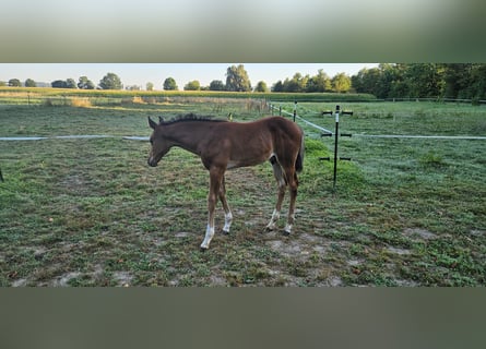 Hannoveraan, Hengst, veulen (06/2024), 168 cm, Donkerbruin