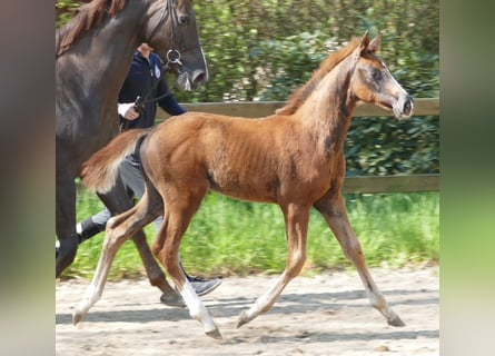 Hannoveraan, Hengst, veulen (02/2024), 169 cm, Donkere-vos