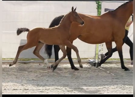 Hannoveraan, Hengst, veulen (05/2024), 170 cm, Bruin