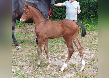 Hannoveraan, Hengst, veulen (04/2024), 170 cm, Bruin