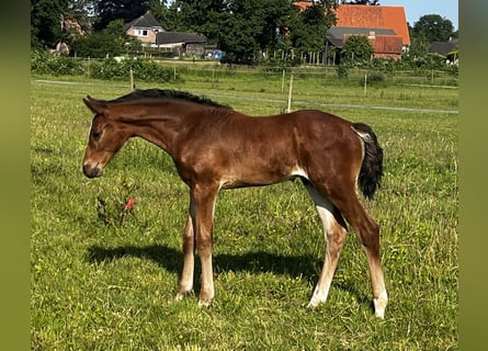 Hannoveraan, Hengst, Veulen (05/2025), 170 cm, Bruin