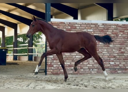 Hannoveraan, Hengst, , 170 cm, Bruin
