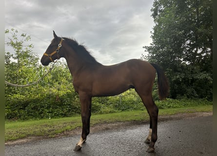 Hannoveraan, Hengst, veulen (02/2024), 170 cm, Bruin