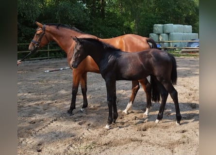 Hannoveraan, Hengst, veulen (03/2023), 170 cm, kan schimmel zijn
