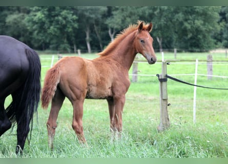 Hannoveraan, Hengst, Veulen (04/2025), 170 cm, Vos