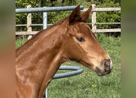 Hannoveraan, Hengst, , 170 cm, Vos