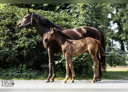 Hannoveraan, Hengst, veulen (06/2024), 170 cm, Zwart