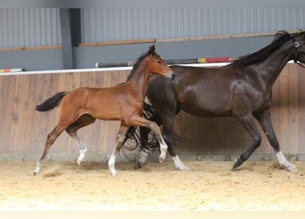 Hannoveraan, Hengst, veulen (05/2024), 172 cm, Bruin