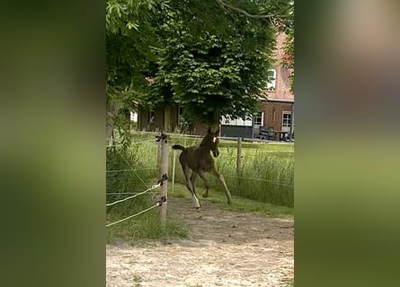 Hannoveraan, Hengst, , 175 cm, Bruin