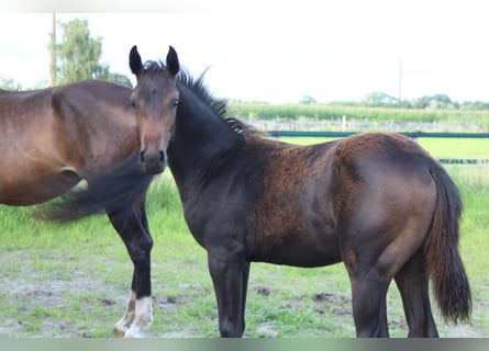 Hannoveraan, Hengst, Veulen (04/2025), Bruin