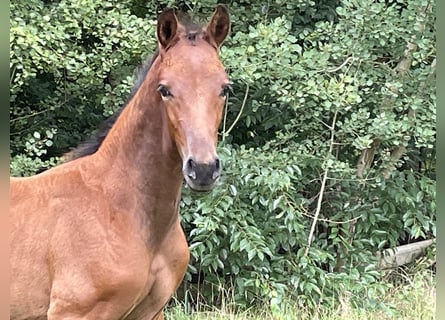Hannoveraan, Hengst, Veulen (06/2025), Bruin