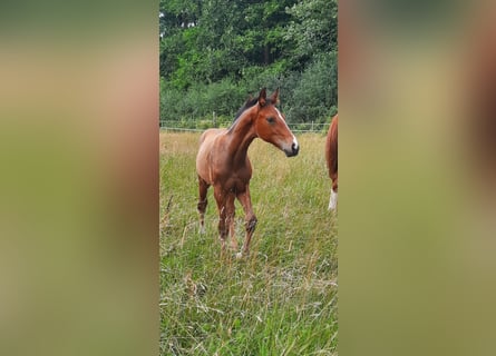 Hannoveraan, Hengst, Veulen (04/2025), Bruin