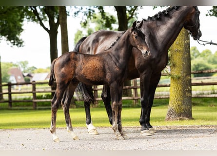 Hannoveraan, Hengst, Veulen (04/2025), Bruin