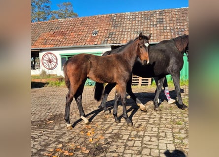 Hannoveraner, Hengst, Fohlen (01/2024), Dunkelbrauner