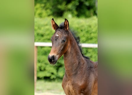 Hannoveraan, Hengst, Veulen (04/2025), Donkerbruin