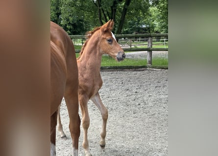 Hannoveraan, Hengst, veulen (04/2024), Donkere-vos