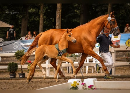 Hannoveraan, Hengst, veulen (01/2024), Donkere-vos